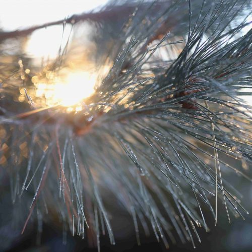 Alternative view of Heartwood Botanical Body Oil | Grounding Forest