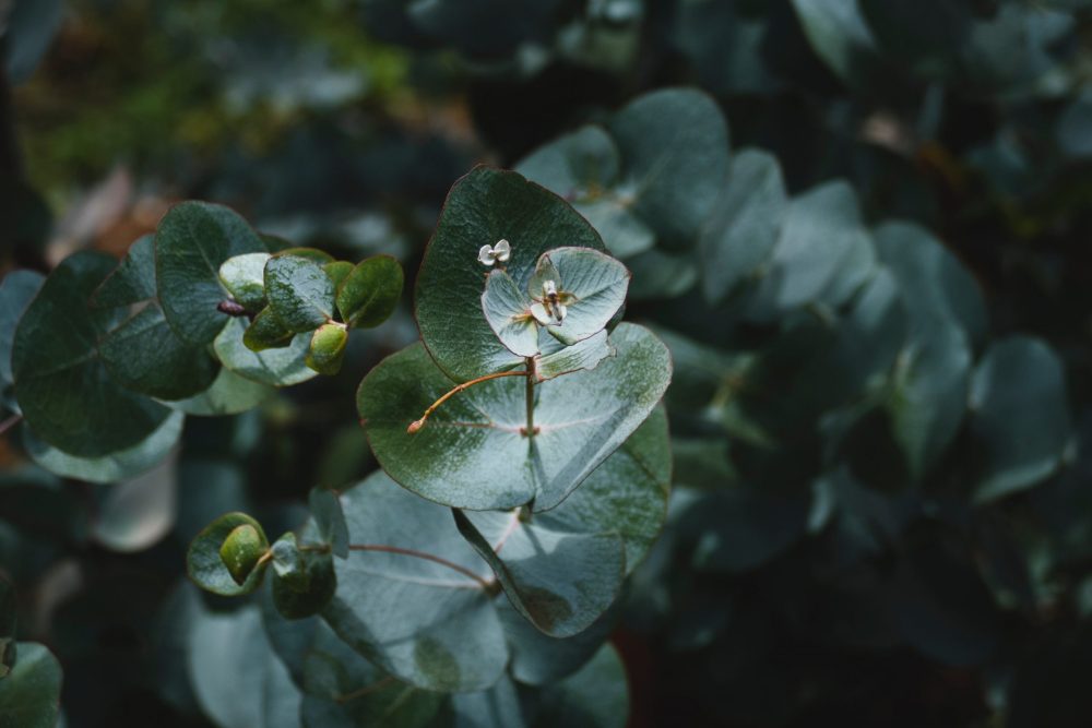 Winter's Light Botanical Body Oil | Clarifying - Image 2
