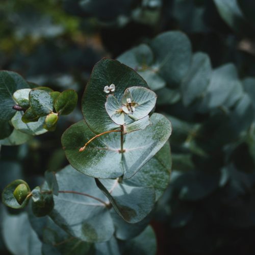 Winter's Light Botanical Body Oil | Clarifying - Image 2